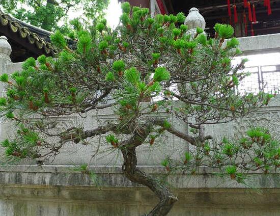 朱缨花属的养殖办法,5个方面手把手教会养殖朱缨花