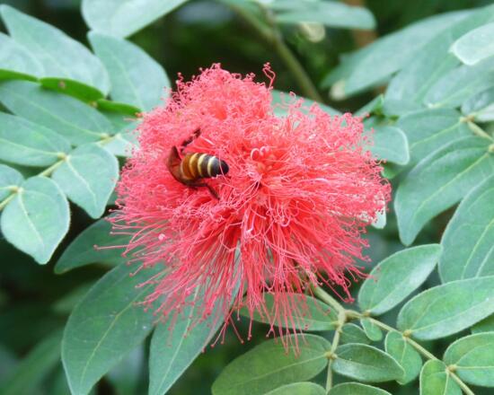朱缨花属的养殖办法,5个方面手把手教会养殖朱缨花