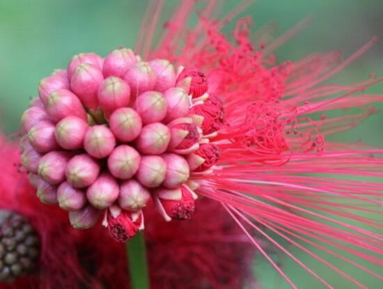 朱缨花属的养殖办法,5个方面手把手教会养殖朱缨花