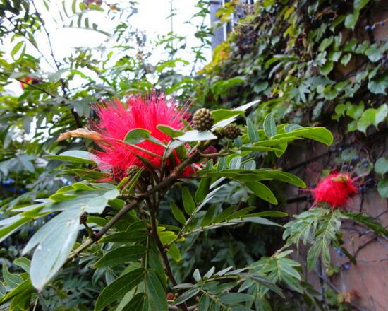 朱缨花属的养殖办法,5个方面手把手教会养殖朱缨花