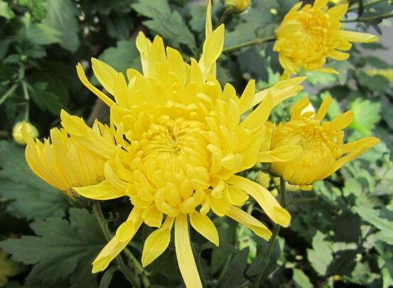 秋季开花的植物有哪些,盘点十种秋季开花的花卉