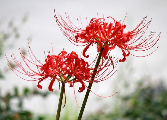 秋季开花的植物有哪些,盘点十种秋季开花的花卉