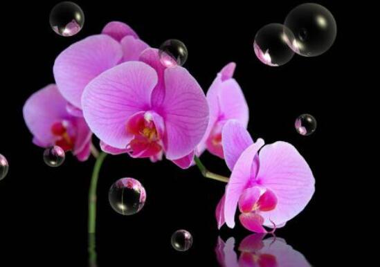 秋季开花的植物有哪些,盘点十种秋季开花的花卉