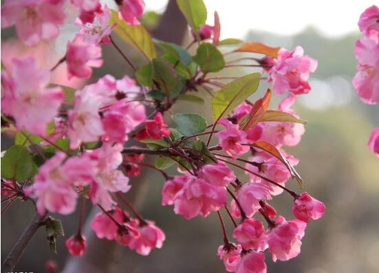 秋季开花的植物有哪些,盘点十种秋季开花的花卉