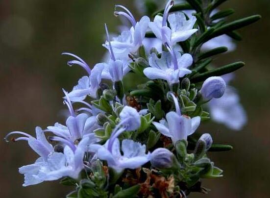 秋季开花的植物有哪些,盘点十种秋季开花的花卉
