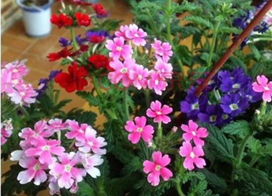 秋季开花的植物有哪些,盘点十种秋季开花的花卉