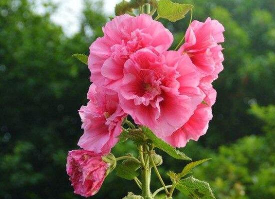 秋季开花的植物有哪些,盘点十种秋季开花的花卉