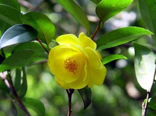 秋季开花的植物有哪些,盘点十种秋季开花的花卉