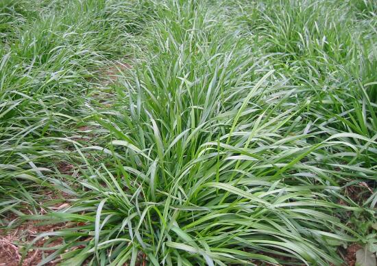 黑麦草种植办法，4个步骤让你的黑麦草长势旺盛