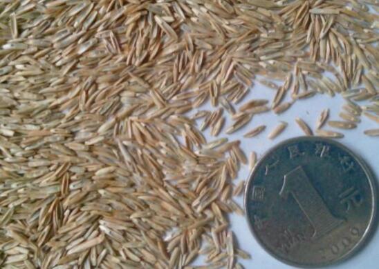 黑麦草种植办法，4个步骤让你的黑麦草长势旺盛