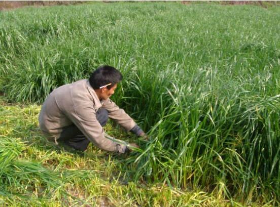黑麦草种植办法，4个步骤让你的黑麦草长势旺盛