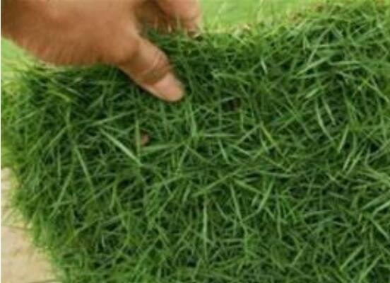 黑麦草种植办法，4个步骤让你的黑麦草长势旺盛