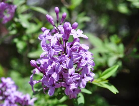 常见的紫色花有哪些，盘点15种最神秘最高贵的美丽花朵