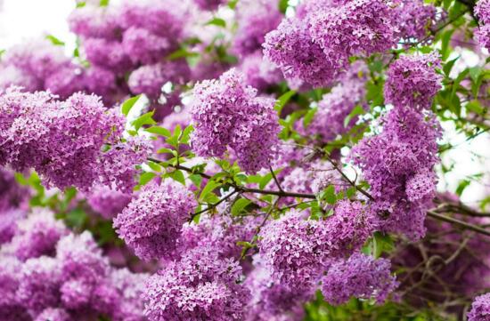 紫色的花有哪些及花名，美女樱紫色壮观暖心花期最长