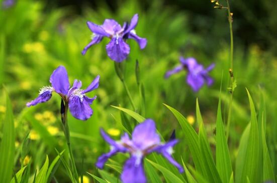 紫色的花有哪些及花名，美女樱紫色壮观暖心花期最长