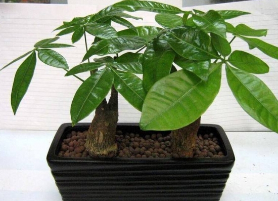 天气越热长得越好的耐高温植物