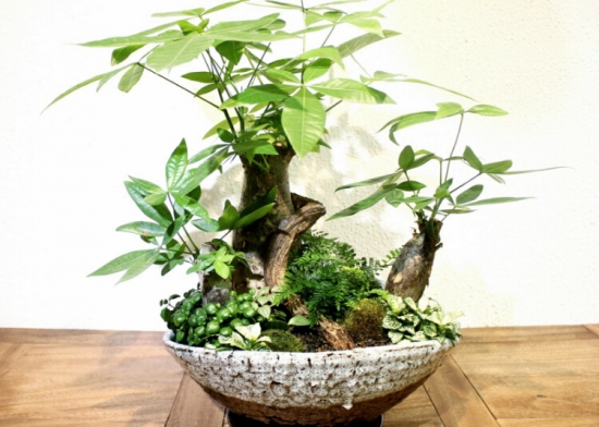 天气越热长得越好的耐高温植物