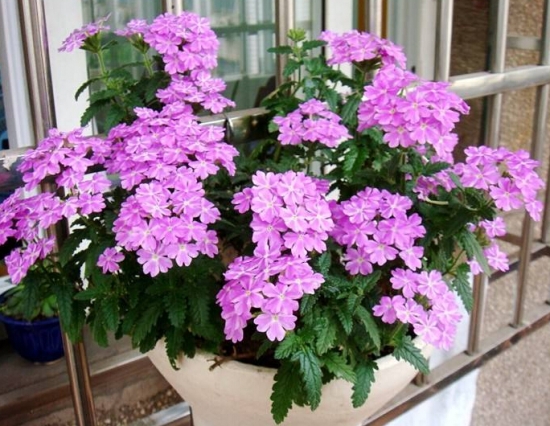 天气越热长得越好的耐高温植物