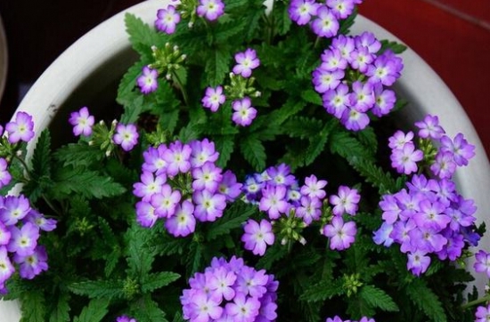 天气越热长得越好的耐高温植物