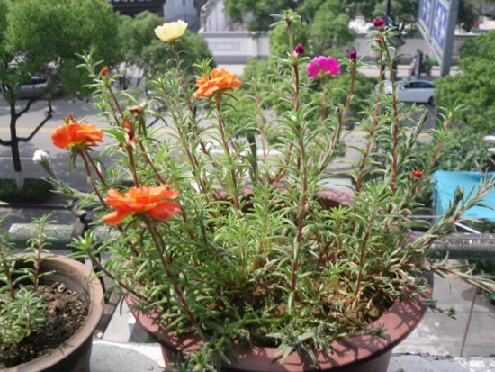 天气越热长得越好的耐高温植物