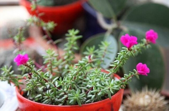 天气越热长得越好的耐高温植物