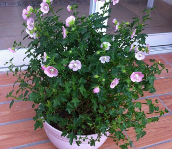 天气越热长得越好的耐高温植物