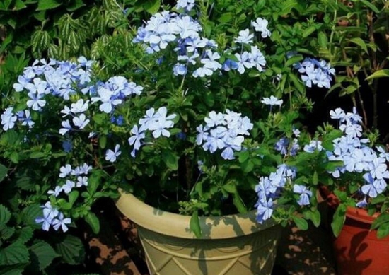 天气越热长得越好的耐高温植物