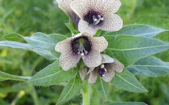 18种不宜在室内摆放的植物