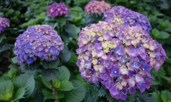 18种不宜在室内摆放的植物