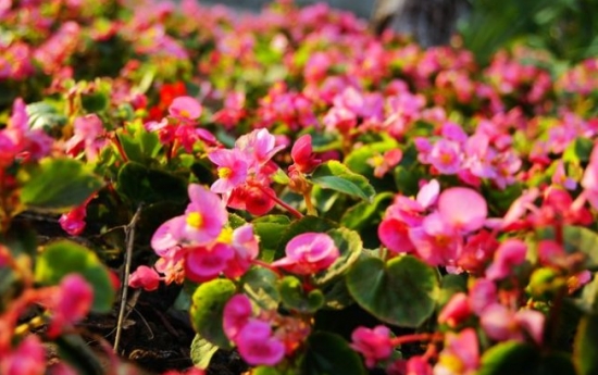 夏季适合养什么花：懒人养花必备