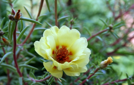 夏季适合养什么花：懒人养花必备