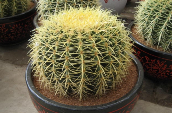 夏季适合养什么花：懒人养花必备