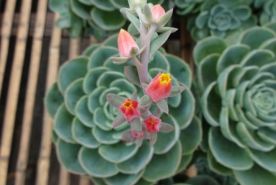 夏季适合养什么花：懒人养花必备