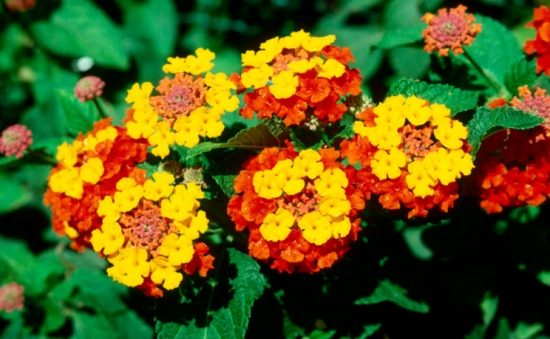 夏季适合养什么花：懒人养花必备