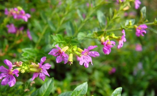 夏季适合养什么花：懒人养花必备