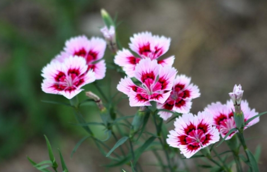 夏季适合养什么花：懒人养花必备