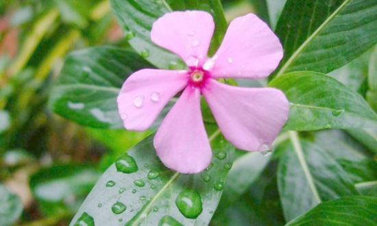 夏季适合养什么花：懒人养花必备