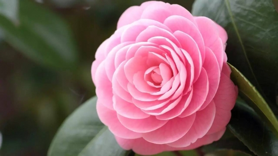 冬季开花的植物有哪些 冬季开花的植物有哪些:茶花,虎刺梅,一品红