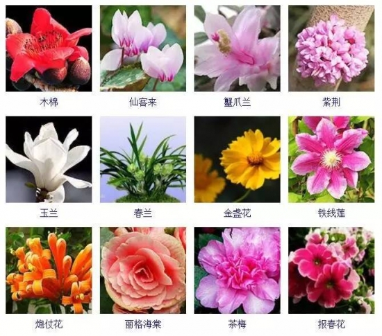 冬季开花的植物有哪些 冬季开花的植物有哪些:茶花,虎刺梅,一品红