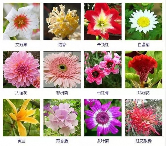 冬季开花的植物有哪些 冬季开花的植物有哪些:茶花,虎刺梅,一品红