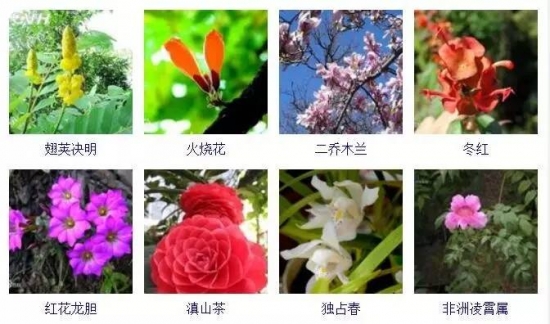 冬季开花的植物有哪些：茶花，虎刺梅，一品红