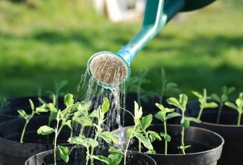 家养植物该如何正确浇水：见干见湿，不干不浇浇则浇透