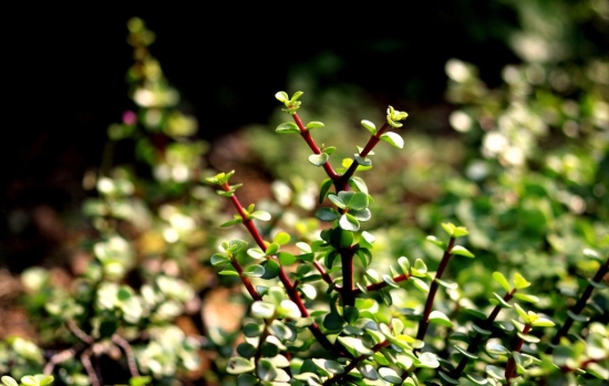 淘米水浇花留意事项 淘米水浇花留意事项