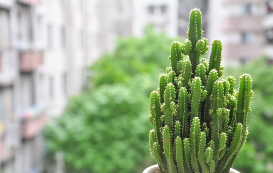 淘米水浇花留意事项 淘米水浇花留意事项