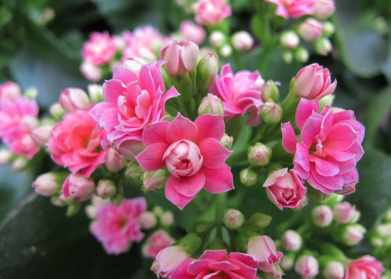 淘米水浇花留意事项 淘米水浇花留意事项