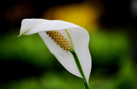 淘米水浇花留意事项 淘米水浇花留意事项