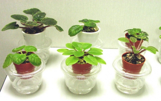 炎炎夏日，如何帮植物降温