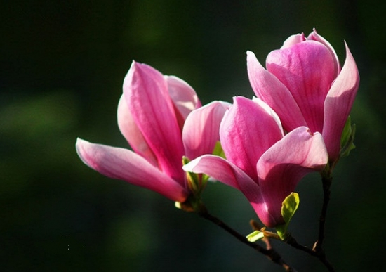 玉兰的栽培技术：玉兰喜温暖湿润的环境,对温度很敏感