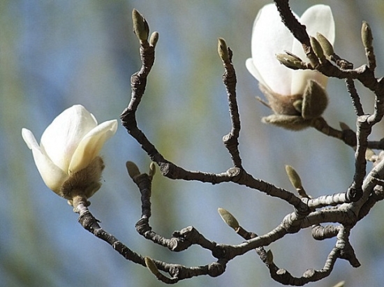 玉兰的栽培技术：玉兰喜温暖湿润的环境,对温度很敏感