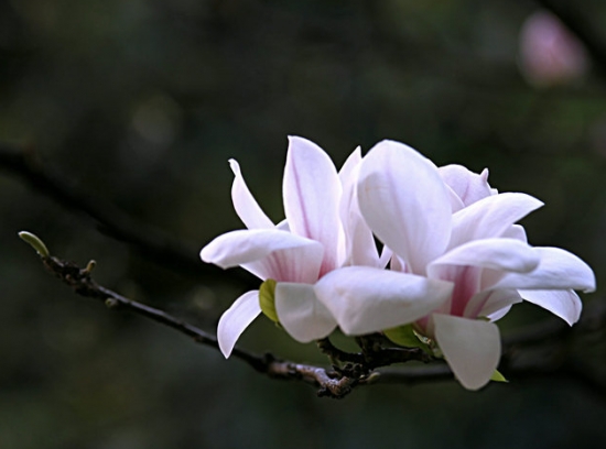 玉兰的栽培技术：玉兰喜温暖湿润的环境,对温度很敏感